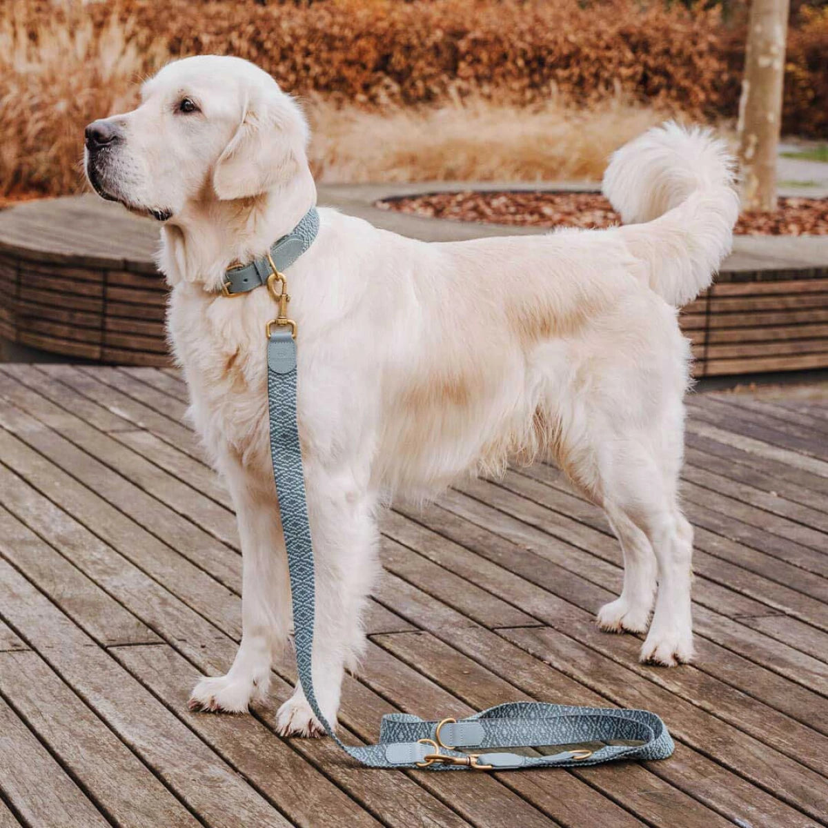 Premium Hundehalsband Gepolstert – Anthrazit/Eisblau